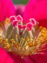 Extreme closeup macro of flower fly species on beautiful red and yellow blooming wildflower - in Minnesota Royalty Free Stock Photo