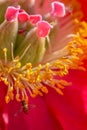 Extreme closeup macro of flower fly species on beautiful red and yellow blooming wildflower - in Minnesota Royalty Free Stock Photo