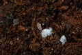 Extreme closeup of micro plastics ( styrofoam ) buried in the organic layer of a soil ( Podzol/ Spodosol