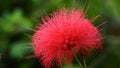 Mimosa tree blossom or powderpuff bloom , Calliandra Surinamensis, Mimosaceae family, Pink powder puff, Surinamese stickpea, Surin