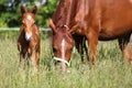 Extreme closeup mother horse and her newborn foal Royalty Free Stock Photo