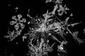 Extreme closeup of natural snowflakes