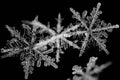 Extreme closeup of natural snowflakes