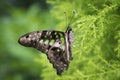 Close up of Tailed jay butterfly on evergreen leaves Royalty Free Stock Photo