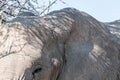 Close-up of an Elephant Royalty Free Stock Photo