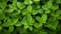 Extreme Closeup of Oregano Leaves AI Generated Royalty Free Stock Photo