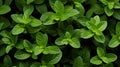 Extreme Closeup of Oregano Leaves AI Generated Royalty Free Stock Photo