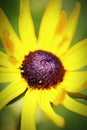 Oxeye Sunflower CloseUp, Bright Color Contrast