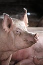 Extreme closeup photo of domestic pig sow Royalty Free Stock Photo