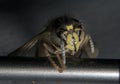 Polish Home Fly. Zoom magnification. Black background Royalty Free Stock Photo