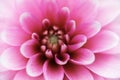 Extreme closeup of a pink dahlia flower under sunlight - a beautiful picture for backgrounds Royalty Free Stock Photo