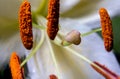 Extreme closeup of Pollen and Stigma from Lily flower Lilium candidum