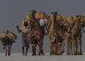 Extreme closeup portrait of camel caravan transporting salt across salt flats Afar Region Ethiopia