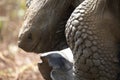 Extreme closeup portrait of Galapagos Tortoise Chelonoidis nigra side on Galapagos Islands Ecuador