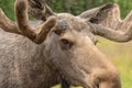 Extreme closeup portrait of a large male moose