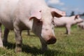 Extreme closeup portrait of a pink colored piglet face Royalty Free Stock Photo