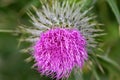 An extreme closeup of a rare flower at a nature reserve