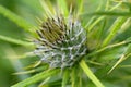 An extreme closeup of a rare flower at a nature reserve