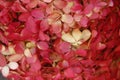 Beautiful detail of red and white hydrangea from greenmarket in closeup