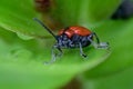 Extreme closeup of Red Lily Beetle showing many details of its body Royalty Free Stock Photo