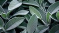 Extreme Closeup of Sage Leaves AI Generated