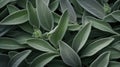 Extreme Closeup of Sage Leaves AI Generated