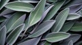 Extreme Closeup of Sage Leaves AI Generated