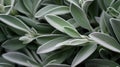 Extreme Closeup of Sage Leaves AI Generated