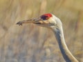 Extreme closeup of sandhill crane head with pretty blurry bokeh in background - dirt on beak - taken in early Spring in the Crex M