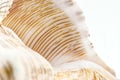 Extreme closeup of seashell. snail background