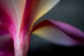 Petal and sepal of Frangipani, the Plumeria hybrid blossom