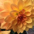 Closeup orange yellow dahlia Royalty Free Stock Photo