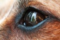 Extreme closeup of small dog`s eye with visible reflections in it Royalty Free Stock Photo