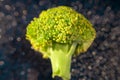 Extreme closeup of small piece of broccoli