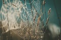 Spider web with dew drops hanging in grass. Royalty Free Stock Photo