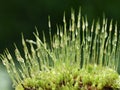 Spores of windblown moss dicranum after rain