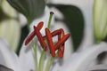 Extreme closeup of the stamins trumpet shaped flower of a white lily