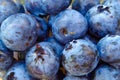 Extreme closeup of thick purple blue cultivated blueberries . Vegan delicious healthy food . Macro berries .