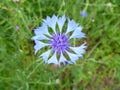 Extreme closeup tiny blue flower