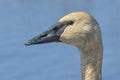Extreme closeup of trumpeter swam head with blurred out water in background - taken in the Crex Meadows Wildlife Area in Northern Royalty Free Stock Photo
