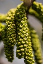 Extreme closeup of walnut male flowers Royalty Free Stock Photo