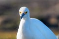 Extreme closeup of white egret with both eyes showing