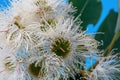 White eucalyptus flowers in full bloom.