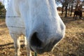 Extreme closeup of white horse`s nose with his whiskers highlighted by the sun - head over wire fence wanting to Royalty Free Stock Photo