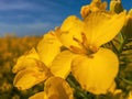 Extreme closeup of yellow canola flower, rapeseed crops in bloom Royalty Free Stock Photo