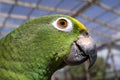 A Yellow-headed Amazon Parrot Closeup Royalty Free Stock Photo