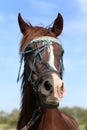 Extreme closeup of a young purebred arabian mare Royalty Free Stock Photo