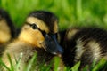 Extreme Closup of Mallard Duckling Royalty Free Stock Photo
