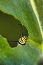 Extreme cose-up of a monarch feeding on  a giant milkweed bloom. Royalty Free Stock Photo