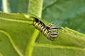 Extreme cose-up of a monarch feeding on  a giant milkweed bloom. Royalty Free Stock Photo